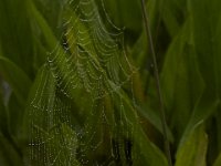 05-29-17-Nanjemoy-26557