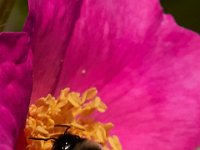 06-04-17-Piscataway-27247