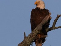 06-04-17-Piscataway-27304