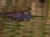 06-04-17-Piscataway-27342