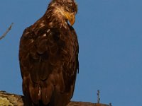 06-10-17-Mattawoman-27903