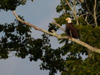 06-25-17-Piscataway-29508