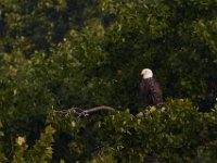 06-25-17-Piscataway-29551