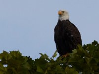 06-25-17-Piscataway-29593