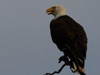 06-25-17-Piscataway-29648