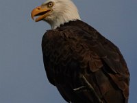 06-25-17-Piscataway-29653
