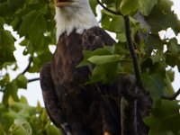 06-25-17-Piscataway-29806