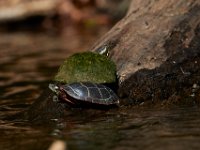 06-30-17-Rocky Gorge with T-29918