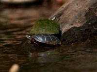 06-30-17-Rocky Gorge with T-29919