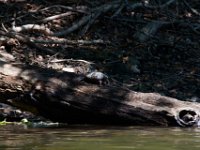 06-30-17-Rocky Gorge with T-29933