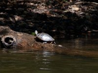 06-30-17-Rocky Gorge with T-29936