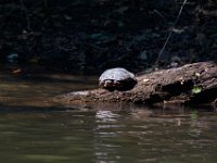 06-30-17-Rocky Gorge with T-29946