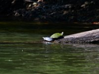06-30-17-Rocky Gorge with T-29952