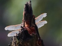 07-15-17-Nanjemoy-East-21104
