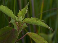 07-15-17-Nanjemoy-East-21135