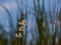 07-15-17-Nanjemoy-East-21152