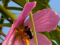 07-15-17-Nanjemoy-East-21263