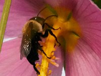 07-15-17-Nanjemoy-East-21276