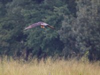 08-13-17-Nanjemoy-22696