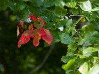 08-13-17-Nanjemoy-22826