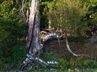 09-04-17-Mattawoman Creek-25284