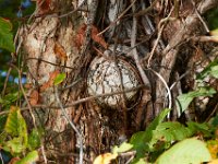 09-04-17-Mattawoman Creek-25477