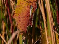 09-09-17-Nanjemoy-25874