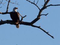 10-01-17-Mattawoman27090