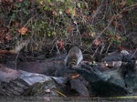 10-14-17-Mallows Bay-27404
