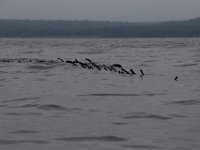 10-14-17-Mallows Bay-27516
