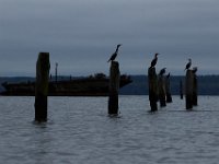 10-14-17-Mallows Bay-27774