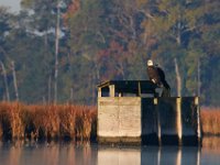10-21-17-Blackwater-28138