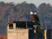 10-21-17-Blackwater-28158