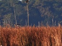 10-21-17-Blackwater-28176